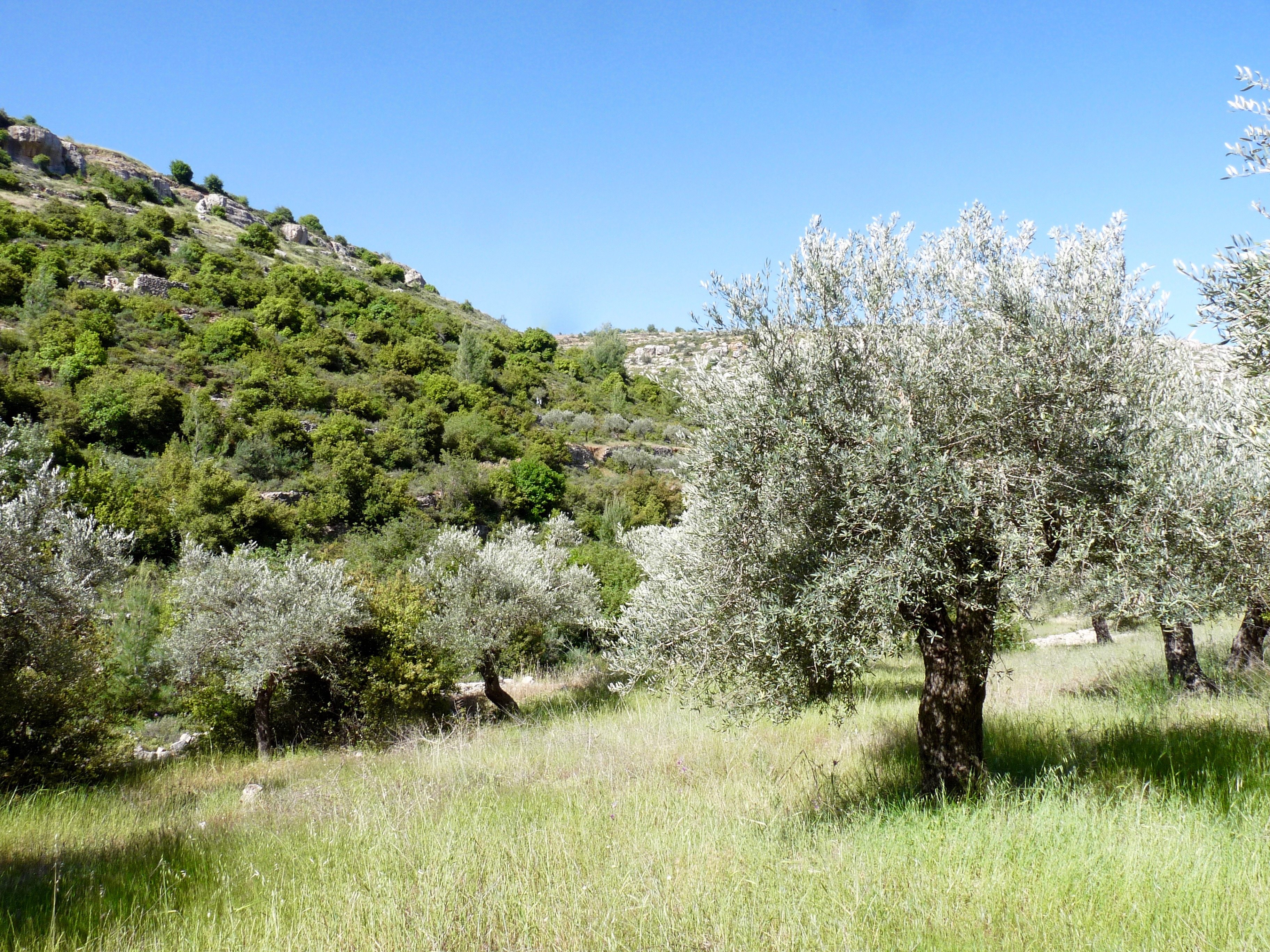Das Bild zeigt einen Olivenhain in der Nähe der palästinensischen Stadt Battir.
